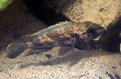 Lamprologus lemairii 'Isanga Bay'